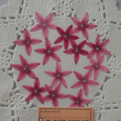 押し花  小さい 花 ペンタス　20枚　ピンク　素材　花材 レジン　ハーバリウム　キャンドル　封入 1枚目の画像