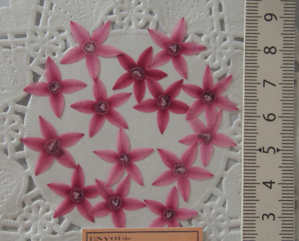 押し花  小さい 花 ペンタス　20枚　ピンク　素材　花材 レジン　ハーバリウム　キャンドル　封入 2枚目の画像