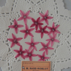 押し花  小さい 花 ペンタス　20枚　ピンク　素材　花材 レジン　ハーバリウム　キャンドル　封入 3枚目の画像