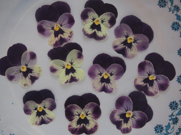 ビオラ 押し花　紫　キャンドル　ハーバリウム　レジン　素材　花材 1枚目の画像