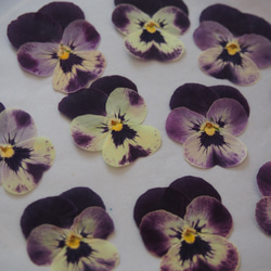 ビオラ 押し花　紫　キャンドル　ハーバリウム　レジン　素材　花材 4枚目の画像