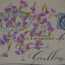 押し花　スターチス　花　グラデーション紫　50枚　キャンドル　ハーバリウム　レジン　素材　花材 1枚目の画像