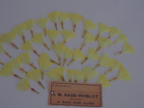 押し花　スターチス　花　黄　50枚　キャンドル　ハーバリウム　レジン　素材　花材 1枚目の画像