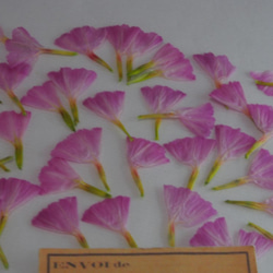 押し花　スターチス　花　ピンク　50枚　キャンドル　ハーバリウム　レジン　素材　花材 2枚目の画像