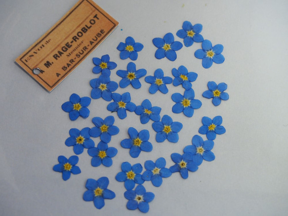 押し花 わすれな草 勿忘草 レジン ハーバリウム キャンドル 素材 花材