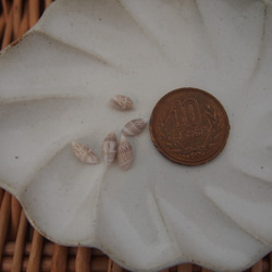 貝がら　海のおくりもの　シェル 巻貝　ドット　夏　封入　素材　標本　　レジン　ハーバリウム　キャンドル　アクセサリー　 1枚目の画像