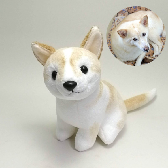 柴犬ぬいぐるみオーダーメイド / しばわんこ　豆しば　紀州犬など 【受注製作】 2枚目の画像