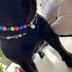 小型犬　猫ちゃん用　ヘマタイトネックレス　カラフル　健康癒しグッズ　 6枚目の画像