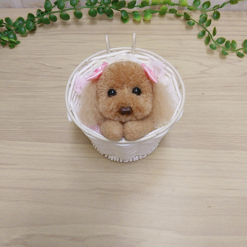 プードル犬ポンポン カゴから飛び出してちょこんとしているプードル  