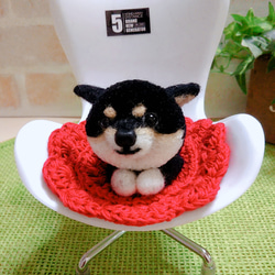 黒柴犬ポンポン  「ここは私の優先座席だぁ!!(*´罒`*)」 2枚目の画像