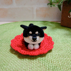 黒柴犬ポンポン  「ここは私の優先座席だぁ!!(*´罒`*)」 4枚目の画像