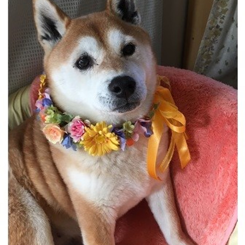 166 犬用オーダーアクセサリー 送料無料（花冠風/チョーカー