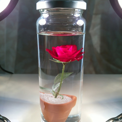 【受注後生産】ハンドメイド・バラ一輪（レッド）＋植木鉢。植物の自然色を残した原色ハーバリウム。A 1枚目の画像