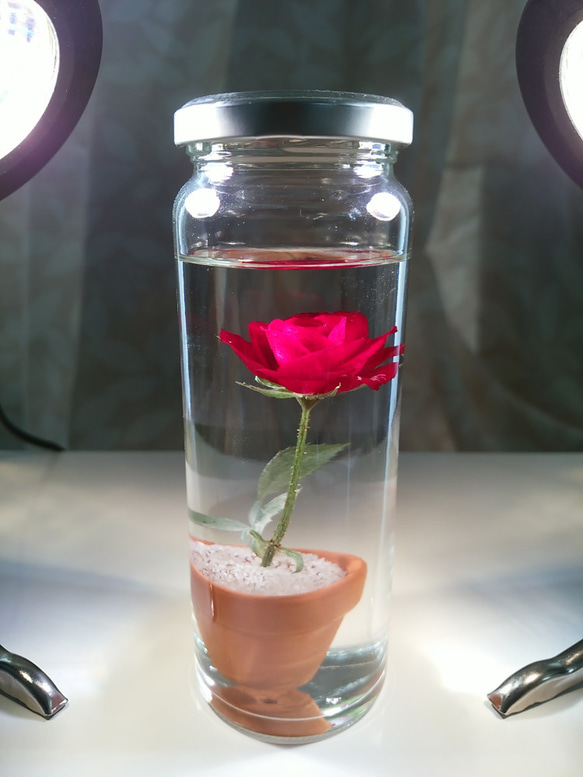 【受注後生産】ハンドメイド・バラ一輪（レッド）＋植木鉢。植物の自然色を残した原色ハーバリウム。A 1枚目の画像