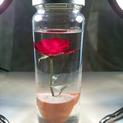 【受注後生産】ハンドメイド・バラ一輪（レッド）＋植木鉢。植物の自然色を残した原色ハーバリウム。A 2枚目の画像