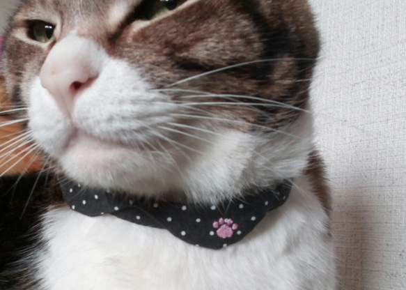 おめかし水玉の猫ちゃん用首輪　小さな襟つき 1枚目の画像