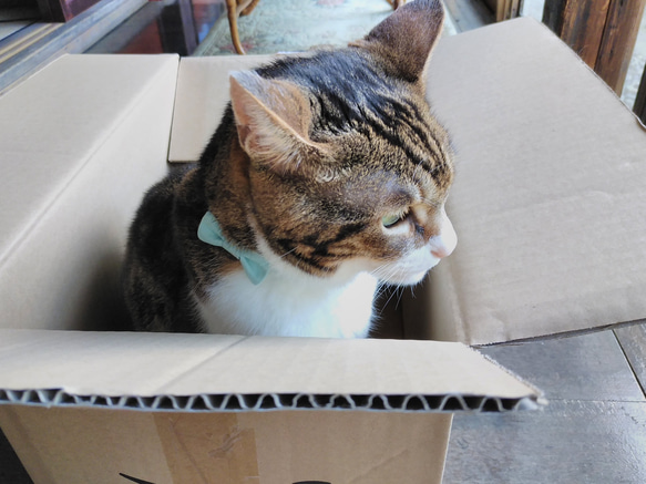 【受注製作】ペールグリーンの猫ちゃん用首輪 2枚目の画像