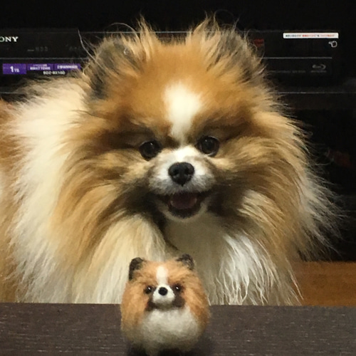 受注制作】ポメラニアン 羊毛フェルト マスコットペット オーダー