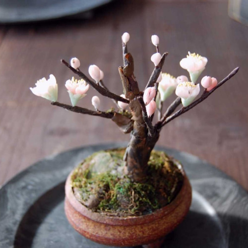 梅　盆栽　古木❗ 緋梅 ※古木 開花しました [赤富士園]