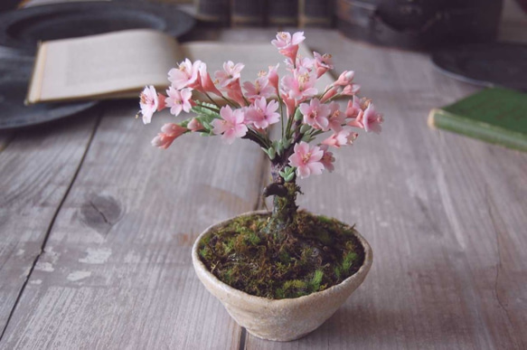 枯れない桜の木♪ 桜盆栽 U471 プリザーブドフラワー Old
