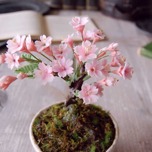 枯れない桜の木♪ 桜盆栽 U471 プリザーブドフラワー Old