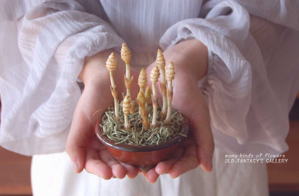 つくし　鉢植え　ミニサイズ　Ｔ481 1枚目の画像