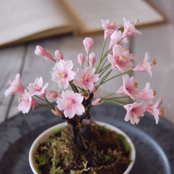 枯れない桜の木♪　桜盆栽　U479 4枚目の画像