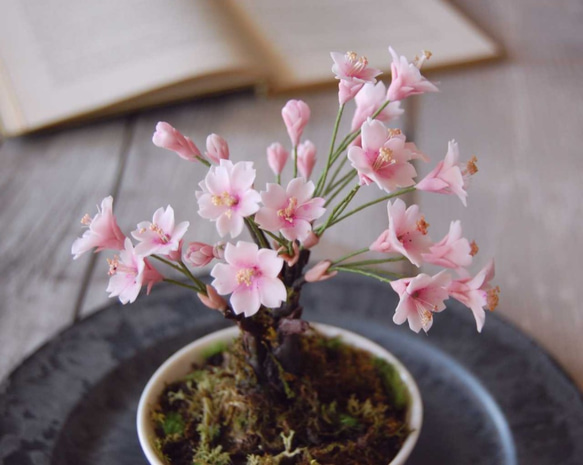 枯れない桜の木♪　桜盆栽　U479 4枚目の画像