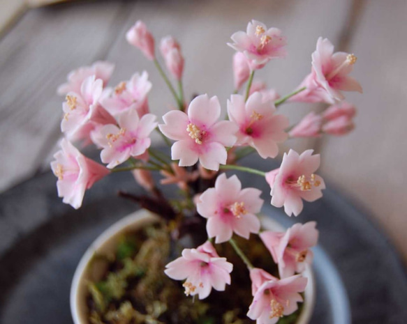 枯れない桜の木♪　桜盆栽　U479 5枚目の画像