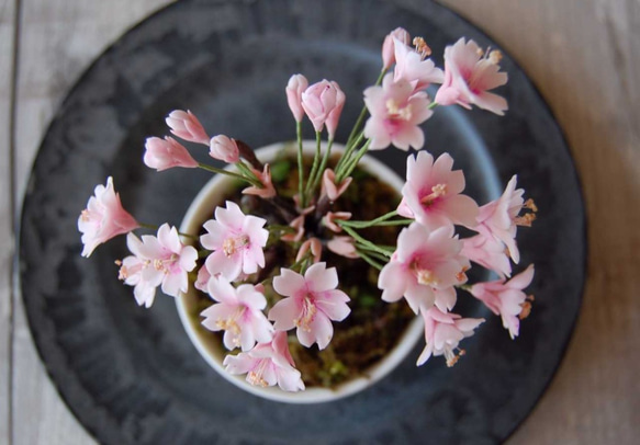 枯れない桜の木♪　桜盆栽　U479 6枚目の画像