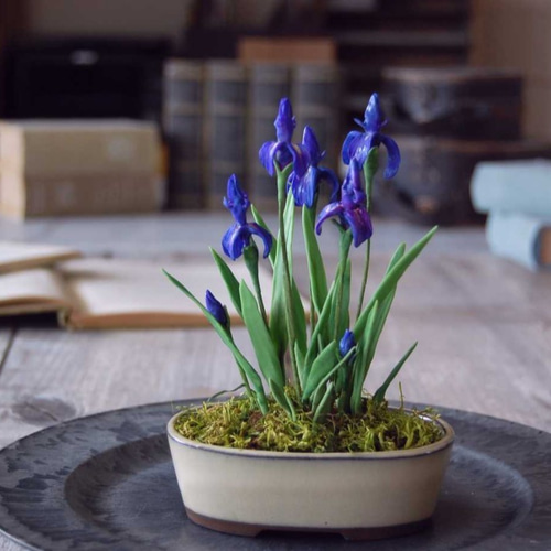 菖蒲（あやめ）ミニ鉢植え A502 プリザーブドフラワー Old-Fantasy