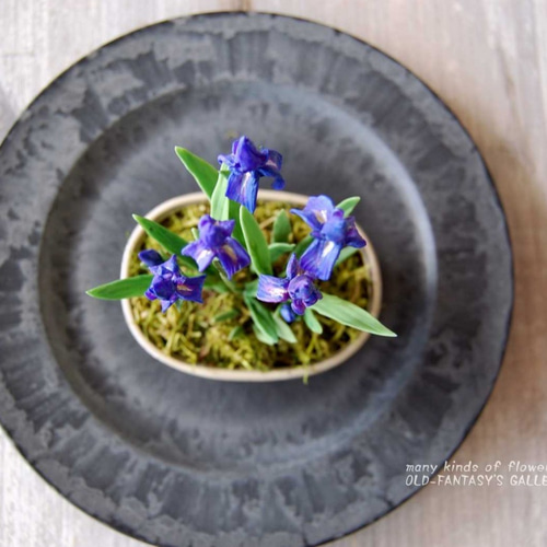 菖蒲（あやめ）ミニ鉢植え A502 プリザーブドフラワー Old-Fantasy