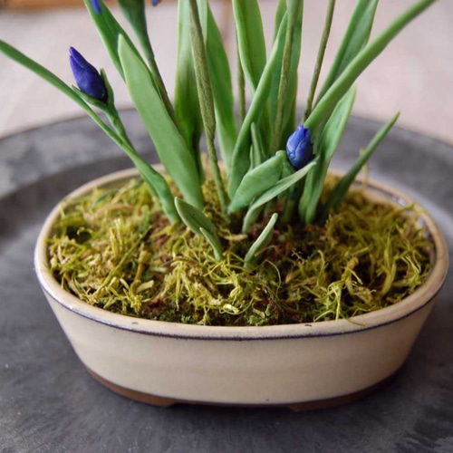 菖蒲（あやめ）ミニ鉢植え A502 プリザーブドフラワー Old-Fantasy