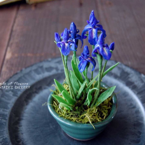 菖蒲（あやめ）ミニ鉢植え A503 プリザーブドフラワー Old-Fantasy