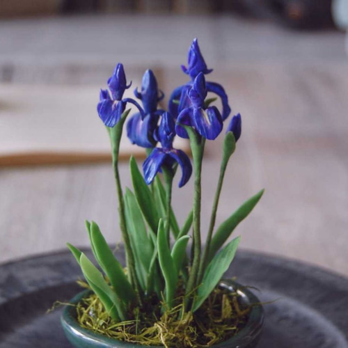 菖蒲（あやめ）ミニ鉢植え A503 プリザーブドフラワー Old-Fantasy