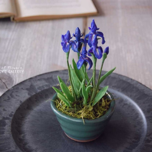 菖蒲（あやめ）ミニ鉢植え A503 プリザーブドフラワー Old-Fantasy
