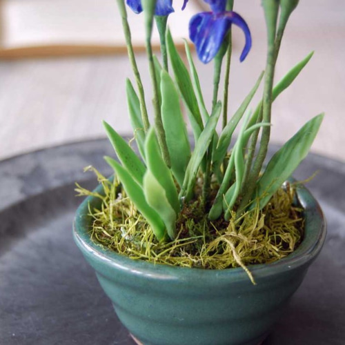 菖蒲（あやめ）ミニ鉢植え A503 プリザーブドフラワー Old-Fantasy