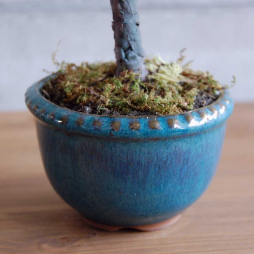 専用 柿の木の盆栽 樹脂粘土 ◇粘土のお花◇ 柿盆栽【ロウヤガキ（老爺