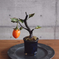 ◇粘土のお花◇ 柿盆栽【ロウヤガキ（老爺柿）】・・・高さ19センチ