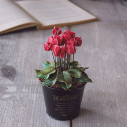 ◆粘土のお花◆　小さなシクラメン　レッド　グラックブリキカップ…　S597 5枚目の画像