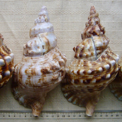 ホラ貝（ボウシュウボラ）の貝殻（標本用貝蓋あり） 1枚目の画像