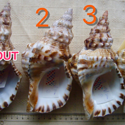 ホラ貝（ボウシュウボラ）の貝殻（標本用貝蓋あり） 3枚目の画像
