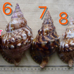 ホラ貝（ボウシュウボラ）の貝殻（標本用貝蓋あり） 4枚目の画像
