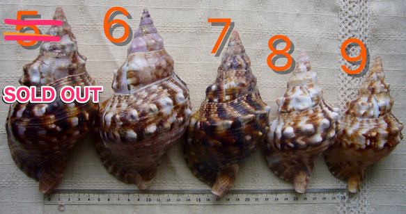 ホラ貝（ボウシュウボラ）の貝殻（標本用貝蓋あり） 4枚目の画像