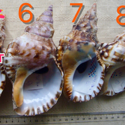 ホラ貝（ボウシュウボラ）の貝殻（標本用貝蓋あり） 5枚目の画像