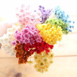 小分け】 スターフラワー ブロッサム 40本 ドライフラワー Natural