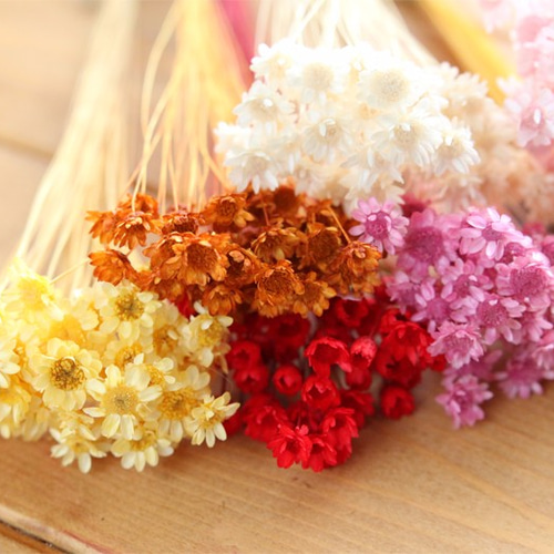 スターフラワー ブロッサム ホワイト ドライフラワー ミニコーンフラワー スターフラワー ブロッサム ホワイト ドライフラワー ミニコーン