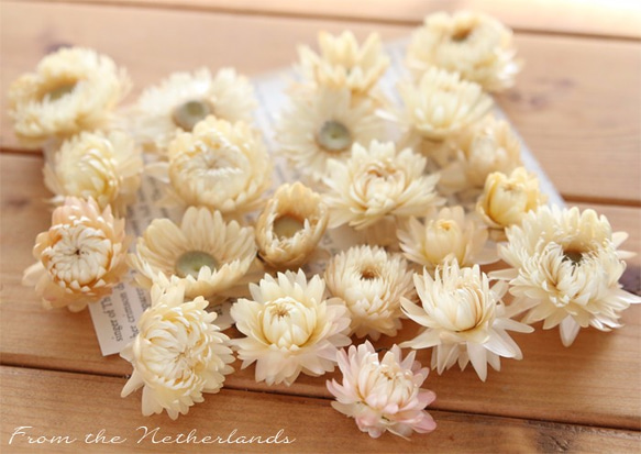 貝細工　ヘリクリサム　40個　No.98 オランダ産】ヘリクリサム（ホワイト）【貝細工・カイザイク