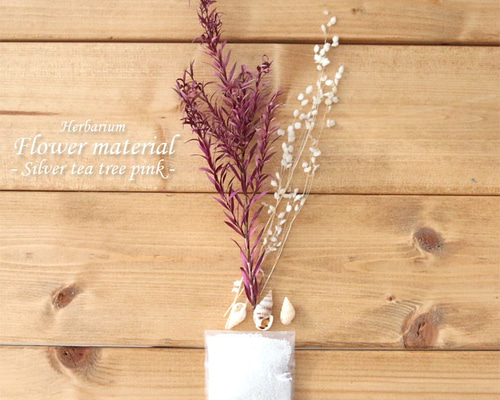ティーツリー切り枝 メディカルティーツリー 花材 ハーバリウム スワッグ ティーツリー切り枝 メディカルティーツリー 花材 ハーバリウム