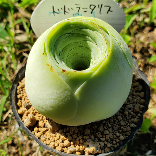 多肉植物♡アエオニウム♪ドドランタリス（抜き苗） （多肉  